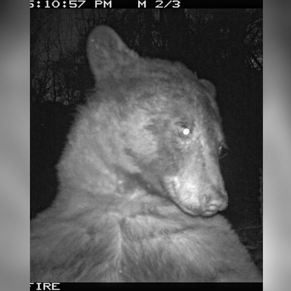 Colorado wildlife camera accidentally captures hundreds of adorable 'bear selfies'